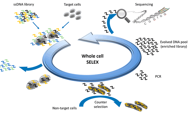 DNA aptamers Development of DNA aptamers